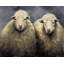 Napperon en laine et mouton