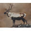 INTO THE WILD I - 20" X 30" - BROWN FLOATER FRAME