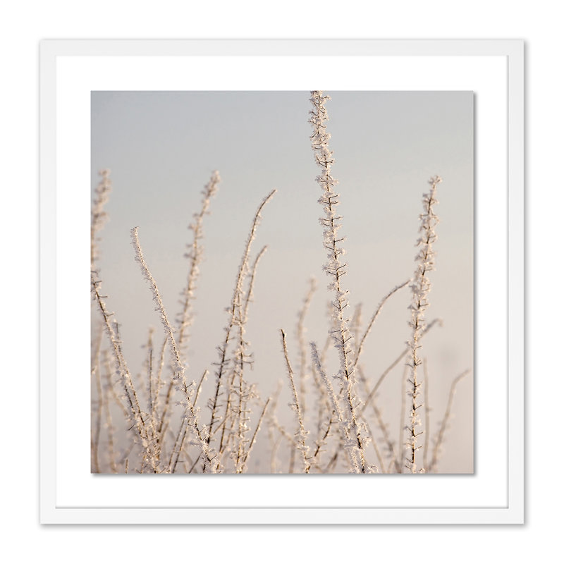 Hoar Frost White Print by Pernille Westh, White, 24" H x 24" W x 1.5" D
