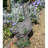 Hibbs DUCK 50cm Driftwood Effect