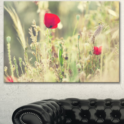 " Meadow With Wild Poppy Flowers "