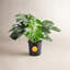 Costa Farms Indoor Philodendron Monstera Deliciosa House Plant in 10-inch Nursery Pot