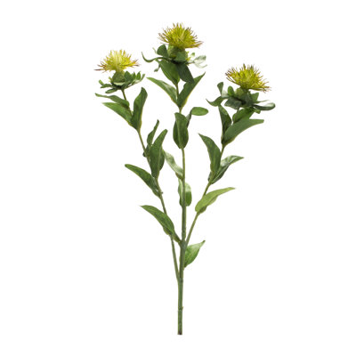 Thistle Steam