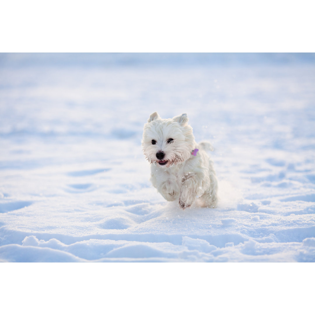 Westie Playing Outside In The Snow von Salima Senyavskaya - Kunstdrucke ohne Rahmen auf Leinwand