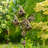 Guglielmo 86.75'' H x 26'' W x 9'' D Birdhouse