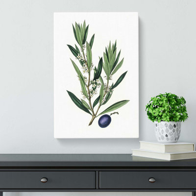 Olive Tree Flowers Illustration - Wrapped Canvas