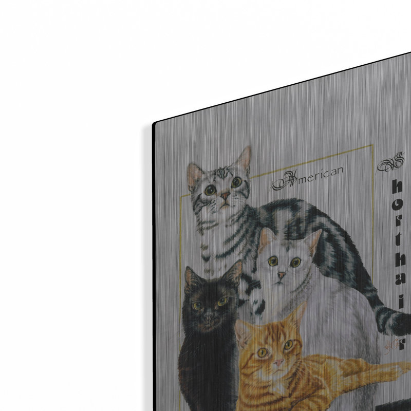 «American Shorthair» par Barbara Keith, H 16 po x l 12 po