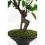 101.6cm Faux Bonsai Plant in Pot