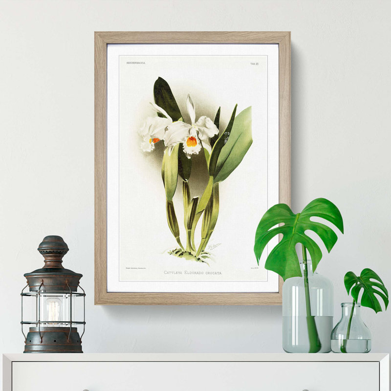 Magnolia Flowers Illustration Tab.93 by Frederick Sander - Picture Frame Art Print, 60cm H x 40cm W x 2cm D, Oak