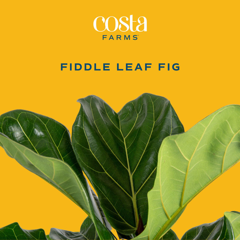 Live Fiddle Leaf Fig Plant in Nursery Pot, 22" H x 10" W x 10" D