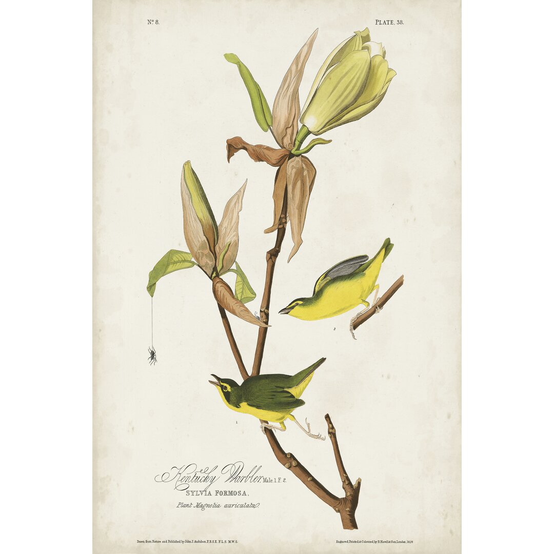 Leinwandbild Pl 38 Kentucky Warbler von John Audubon