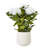 Hydrangea Arrangement in Pot-111171252