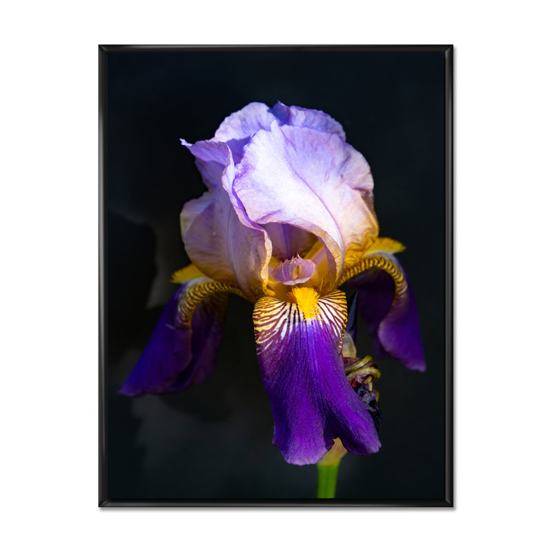 «Tao Iris Series Iris Flower», décoration murale moderne sur toile, H 12 po x l 8 po x P 1 po, Cadre flottant noir