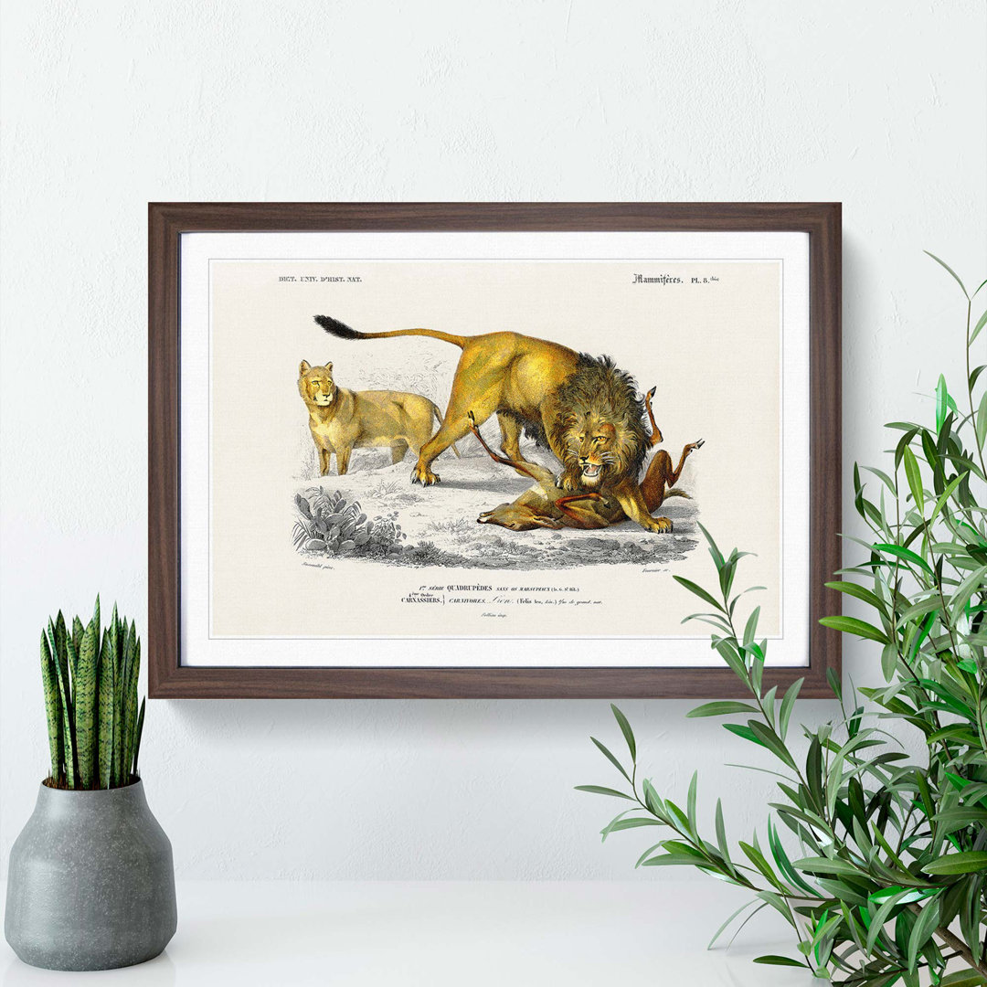 Lion Illustration by Charles d' Orbigny - Picture Frame Painting Print