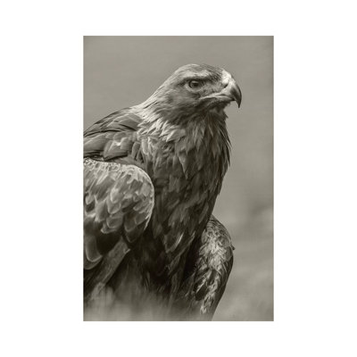 Golden Eagle portrait, North America 1 Piece Wall Art on Canvas