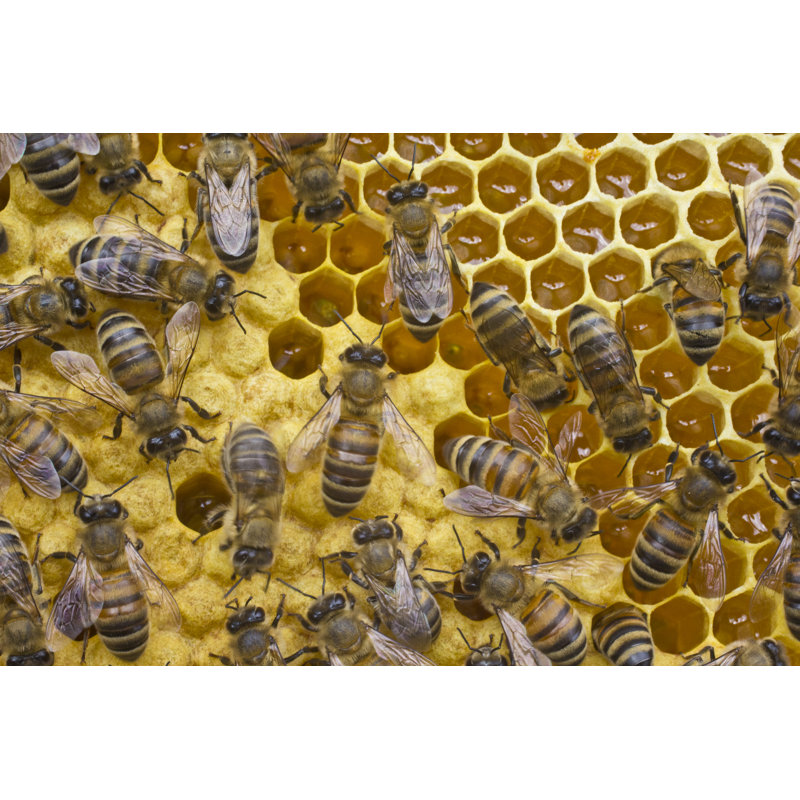 Thaison abeilles sur toile par Imagori, H 20 po x l 30 po