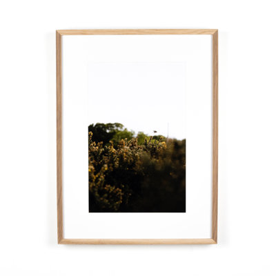 Blackbird Fly Print by Annie Spratt