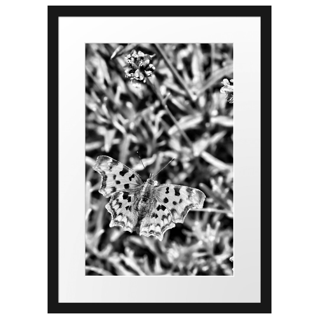 Gerahmtes Poster Schmetterling auf Blumenwiese