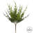 Arnell Monterey Cypress Bush