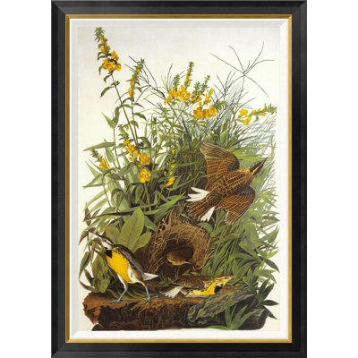 " Meadow Lark " by James Audubon