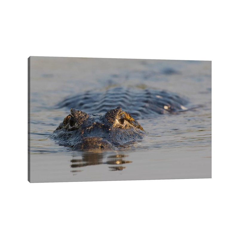 Yacare Caiman by Ken Archer - Wrapped Canvas Gallery-Wrapped Canvas Giclée, 66.04 cm H x 45.72 cm W x 1.91 cm D