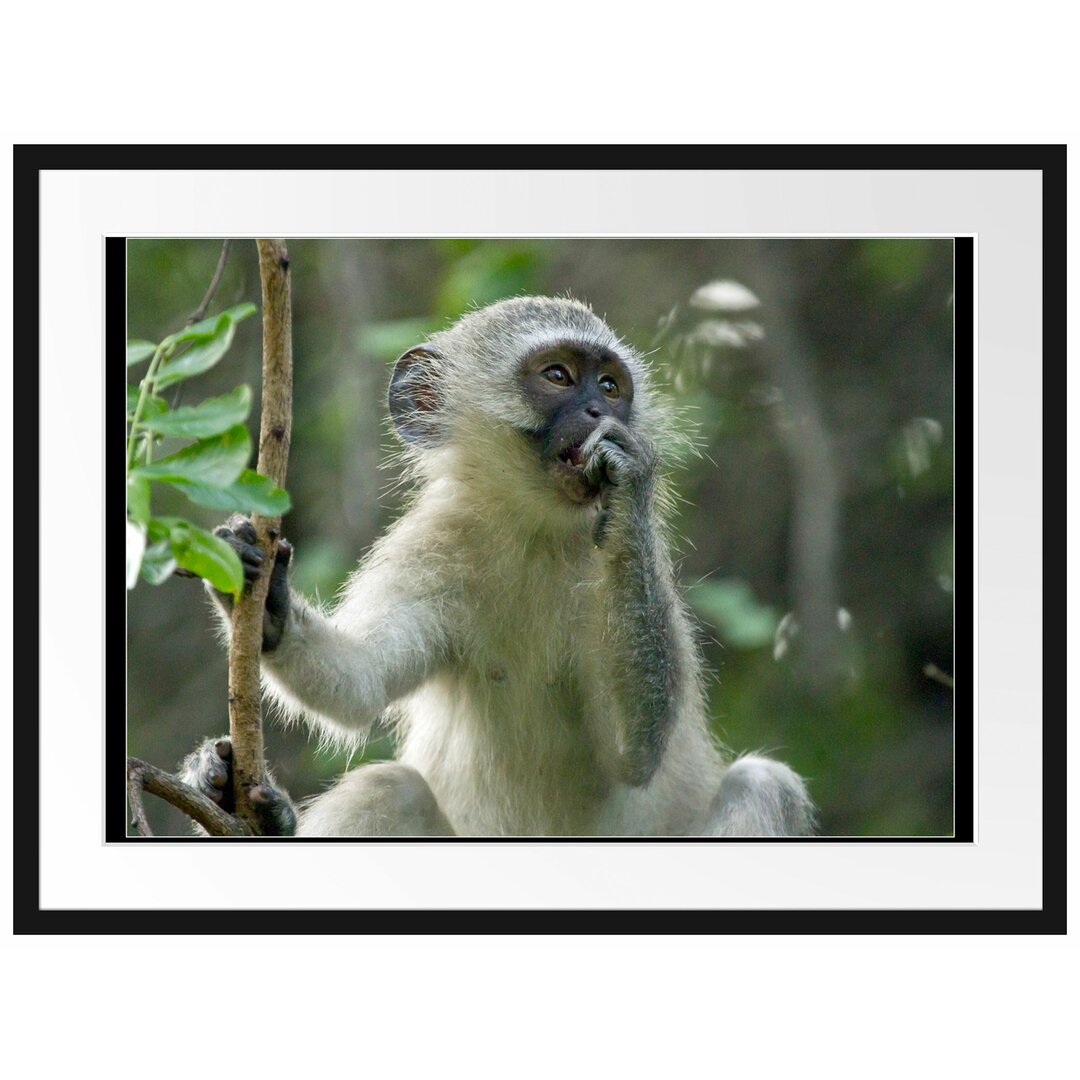 Junger Affe auf Baum Gerahmter Fotokunstdruck Poster