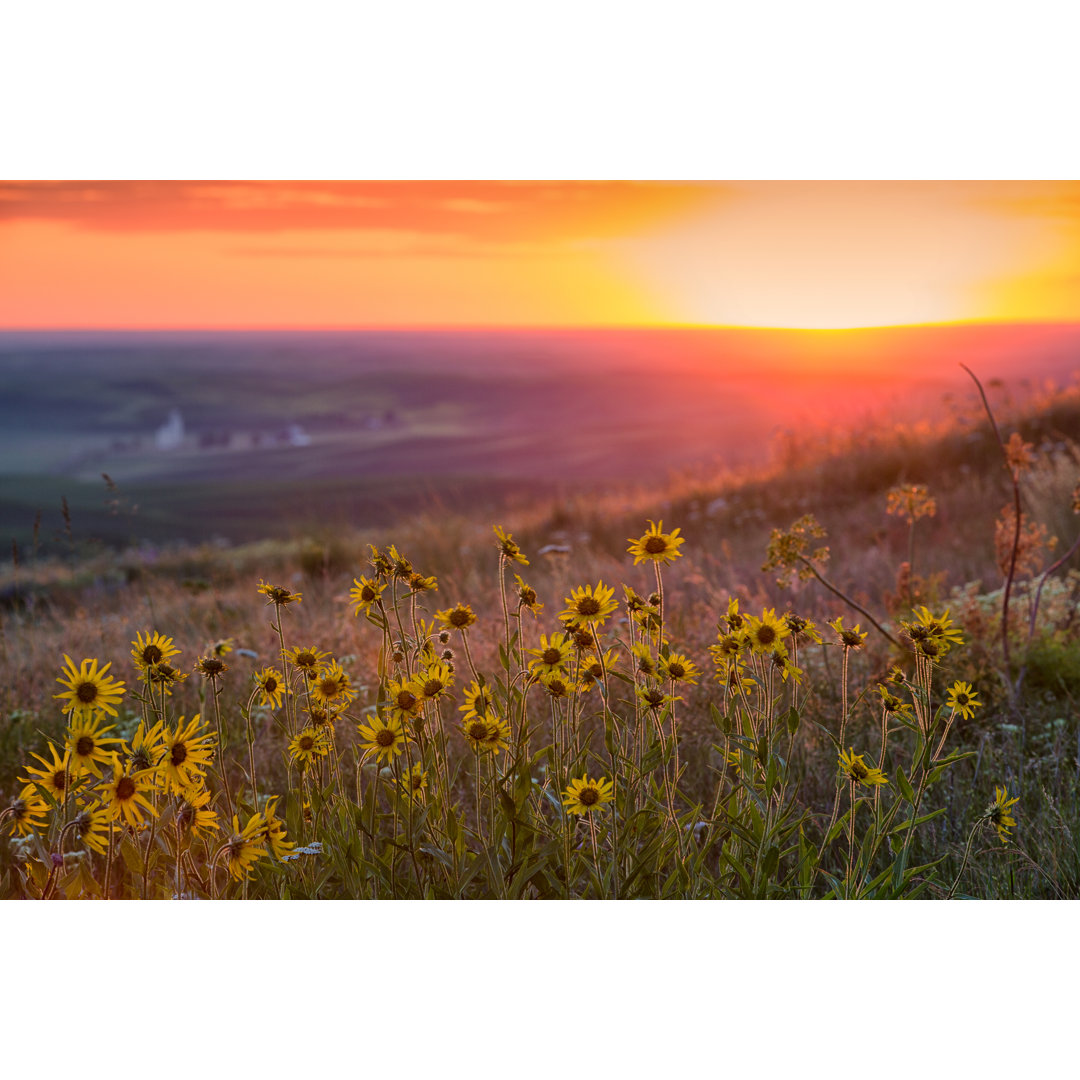 Sonnenuntergang über Palouse Balsam Root by July th - Leinwandbild