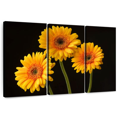Harnek Three Gerbera Daisies On Dark Background
