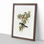 Northern Cuckooshrike by Elizabeth Gould - Framed Print-55577075-55577078