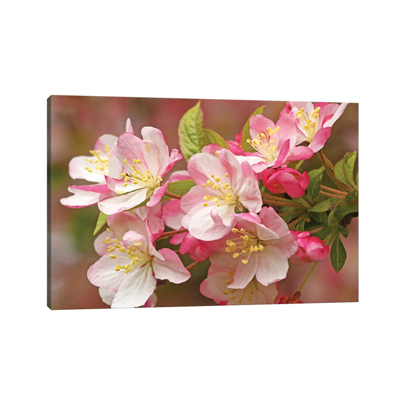 Flowering Crab by Brian Wolf - Wrapped Canvas Print, 20.32 cm H x 30.48 cm W