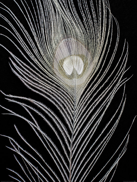 'White Peacock Feather' Photographic Print