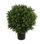 Ball-Shaped Boxwood Topiary In Plastic Liner