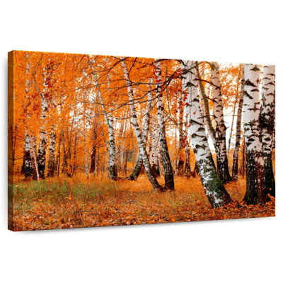 Forêt de bouleaux Harnek Autumn
