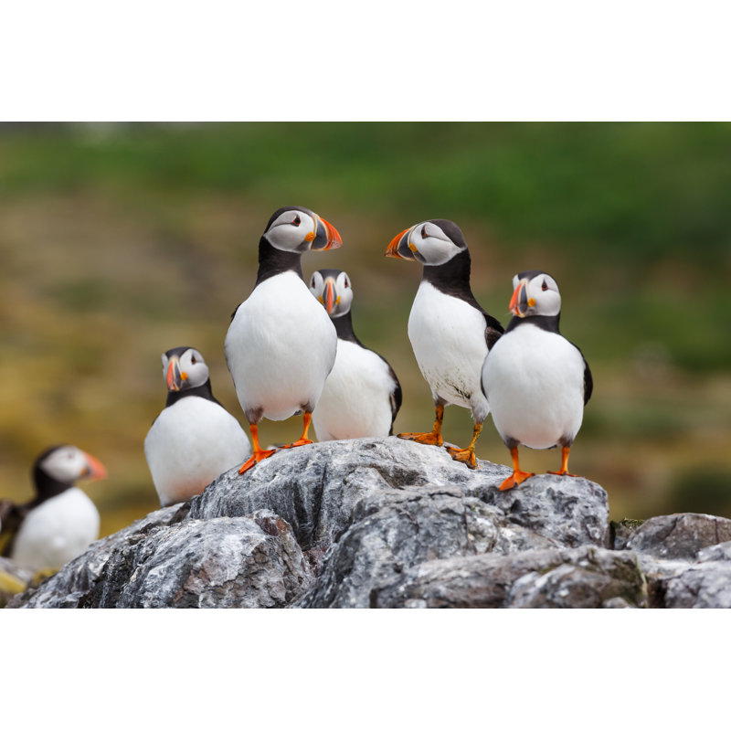 Puffins On A Cliff - Wrapped Canvas Print, 30cm H x 46cm W x 3.8cm D