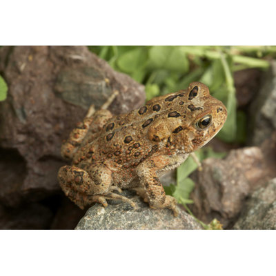 American Toad On Rock by Creativeimagery - Wrapped Canvas Photograph