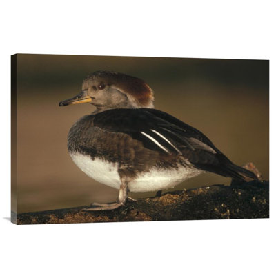 " Hooded Merganser Female Portrait "