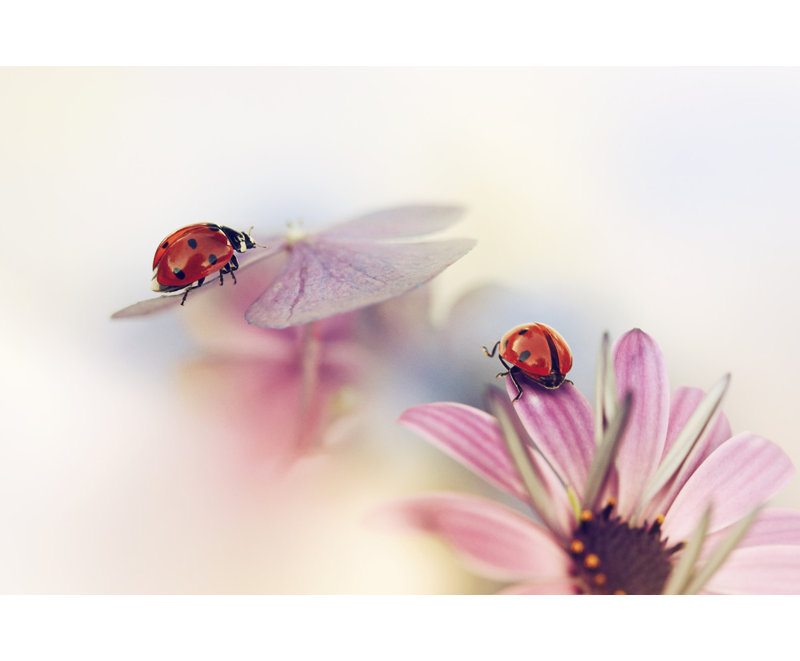 Wrapped Canvas Print, 50.8 cm H x 76.2 cm W