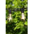 26' Outdoor 12 - Bulb Standard String Light (End to End Connectable)