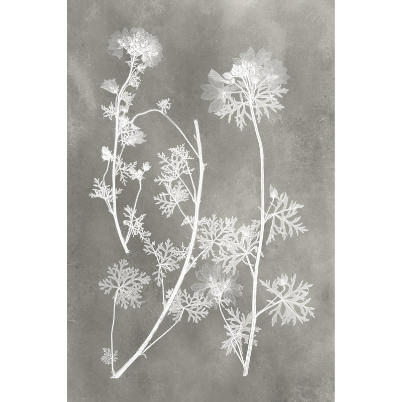 Herbarium Study IV by Vision Studio - Painting on Canvas, 46cm H x 30cm W, Wrapped Canvas