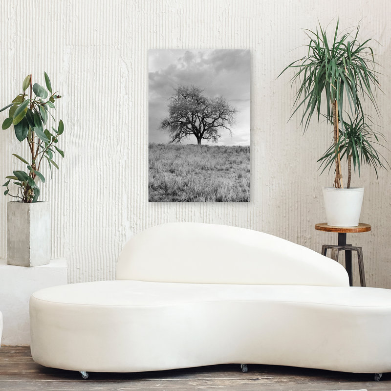 Coastal Oak Series No. 26 - Paysages, photographie, arbres, art, H 36 po x l 24 po