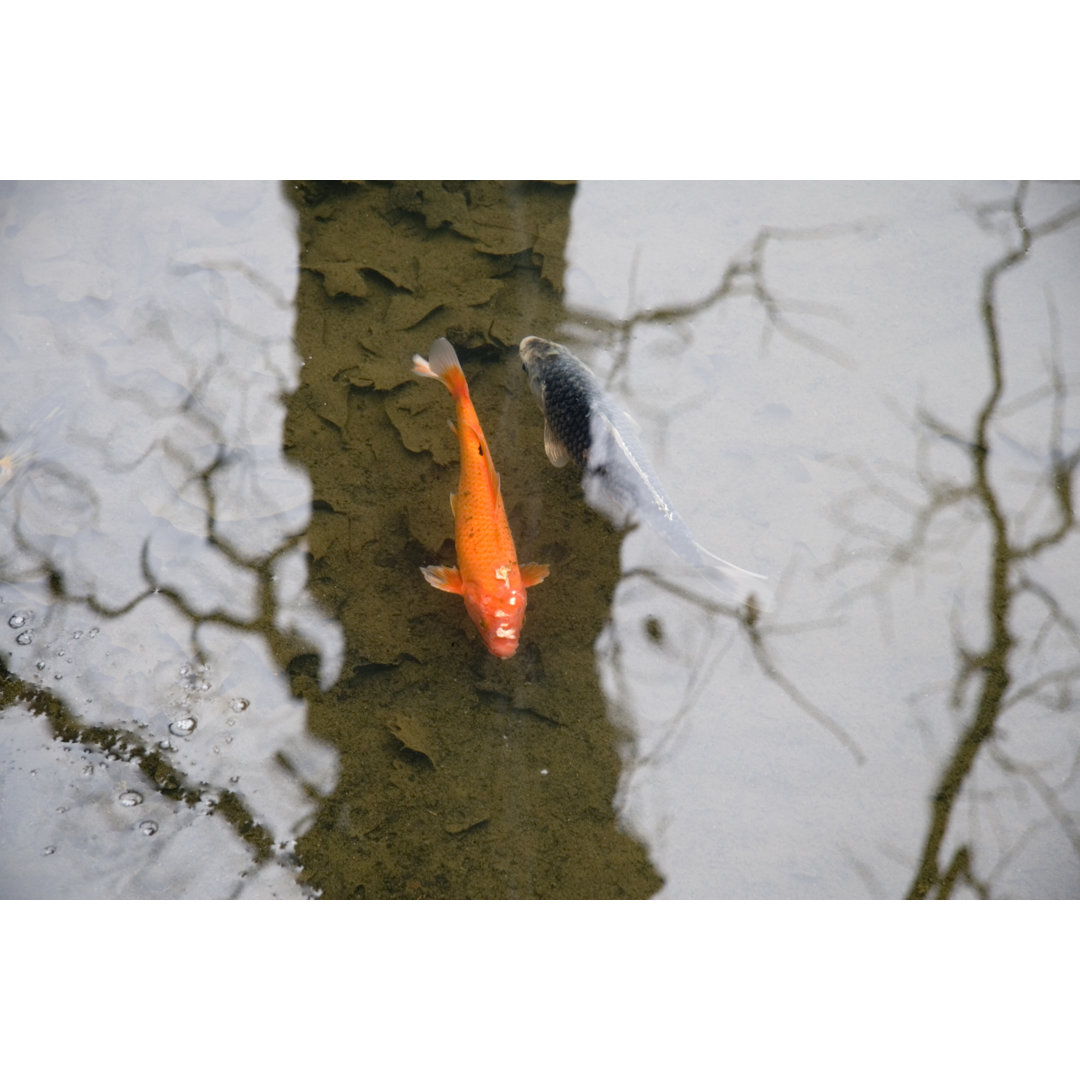 Coy In Water Garden von Bryngelzon - Kunstdrucke auf Leinwand