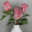 Protea Faux Floral-386055585