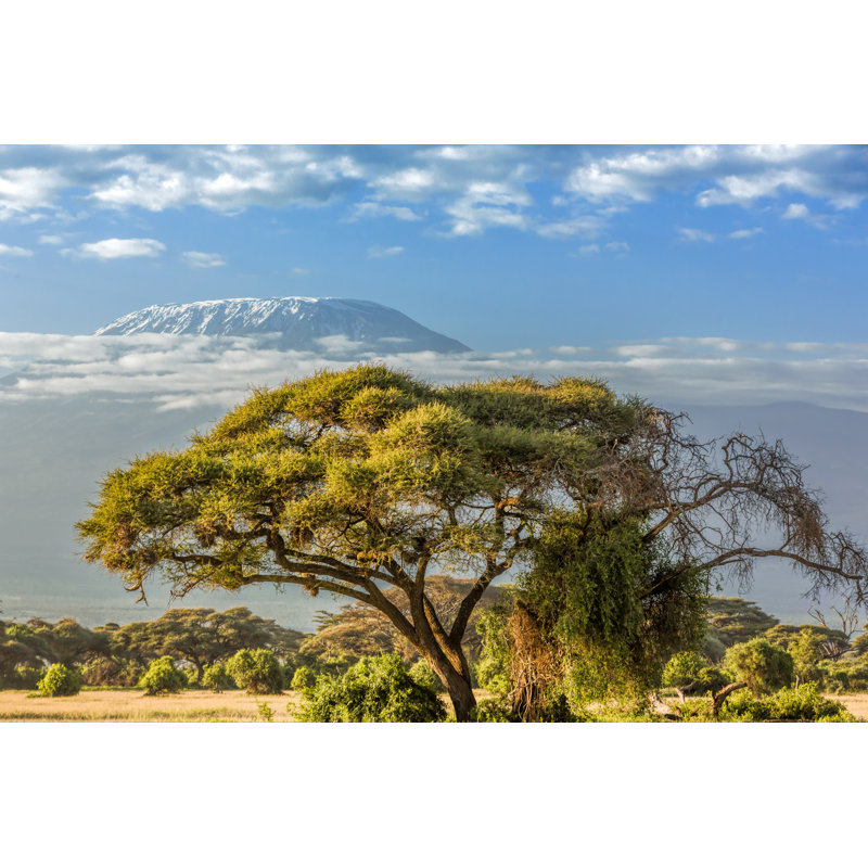Acacia Tree by 1001slide - Wrapped Canvas Print, 30cm H x 46cm W