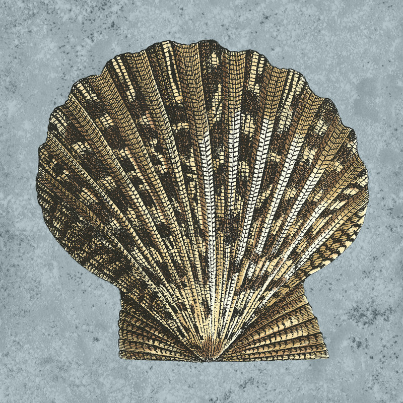 Stonewashed Shells IV by Vision Studio - Wrapped Canvas Print, 122cm H x 122cm W x 3.8cm D
