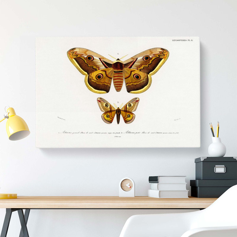 Emperor Moths Illustrations by Charles D' Orbigny - Wrapped Canvas Painting, 50cm H x 76cm W x 3cm D