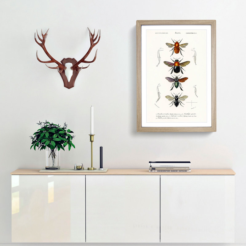 Flying Insect Illustrations PL.1 by Charles d'Orbigny - Picture Frame Graphic Art Print, 36cm H x 27cm W x 2cm D, Oak Framed