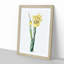 Monnieri Iris Flower by Pierre-Joseph Redoute - Picture Frame Art Print-55610182-55610183