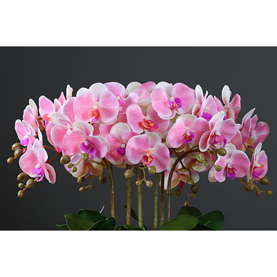 Orchid Arrangement in Pot