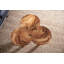 Marley Coffee Table in Natural/Brown