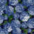 Midnight hortensia est en rupture de stock
